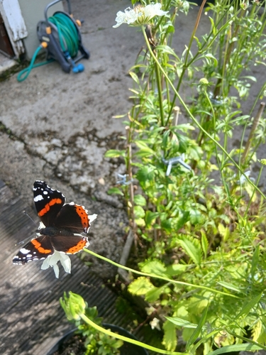 Red Admiral