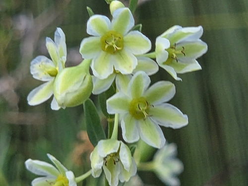 Phyllanthus calycinus, photograph 5