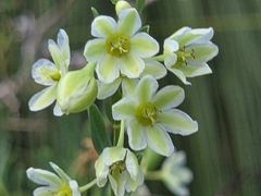 Phyllanthus calycinus, photograph (c) Chantel McWilliam, some rights reserved (CC BY)
