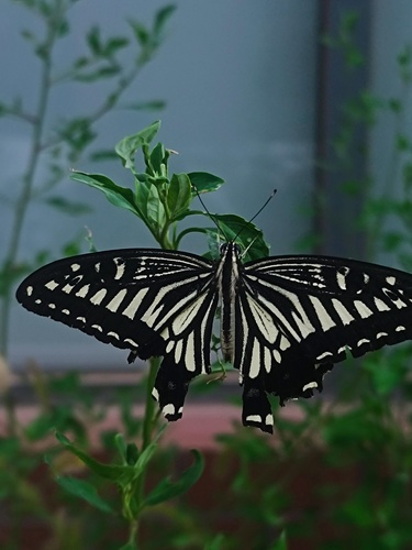 Chinese Yellow Swallowtail