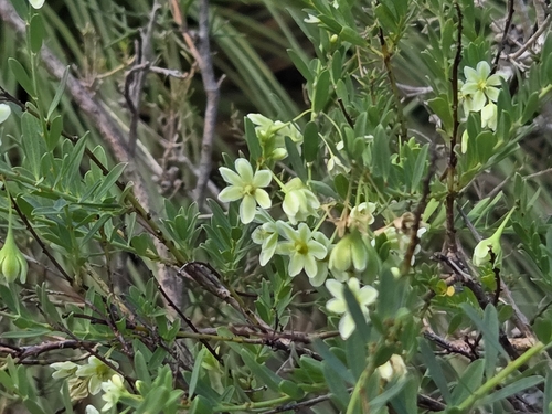 Phyllanthus calycinus, photograph 6