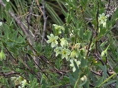 Phyllanthus calycinus, photograph (c) Chantel McWilliam, some rights reserved (CC BY)