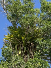 Wittmackia caymanensis