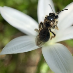 Andrena nuda