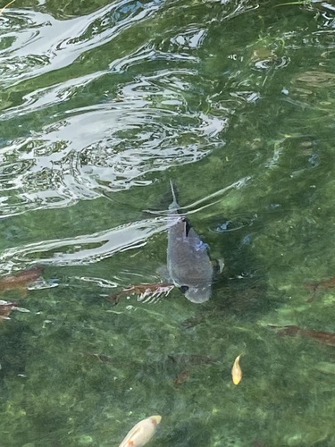 European carp