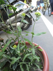 Pseudognaphalium affine
