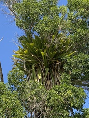 Wittmackia caymanensis