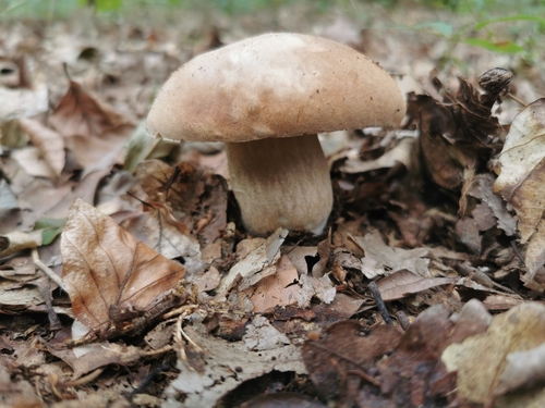 Summer Bolete