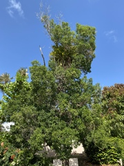 Wittmackia caymanensis