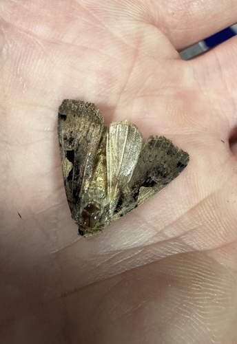 Setaceous Hebrew Character