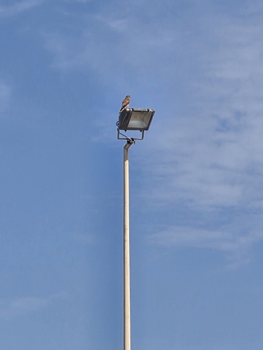 Eurasian Kestrel