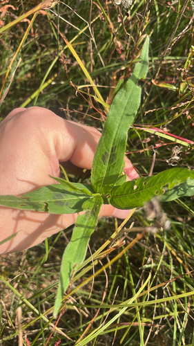 water smartweed