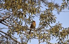 Cardinalis cardinalis