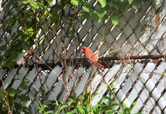 Cardinalis cardinalis