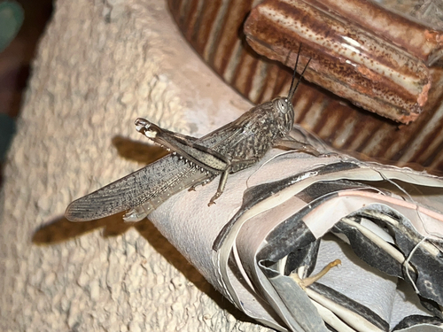 Egyptian Bird Grasshopper