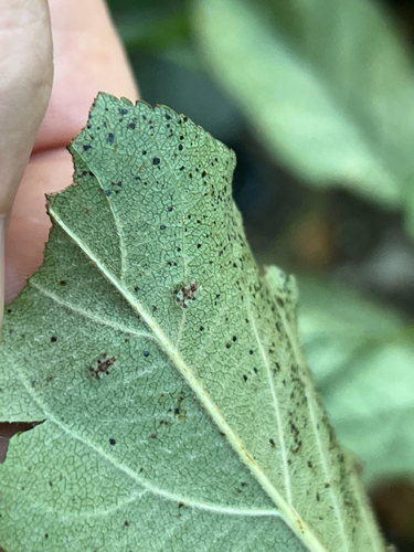 Pear Lace Bug