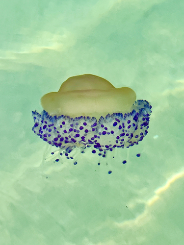 Fried Egg Jelly
