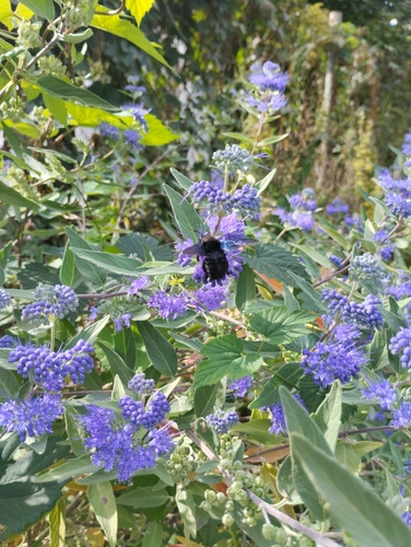 Violet Carpenter Bee