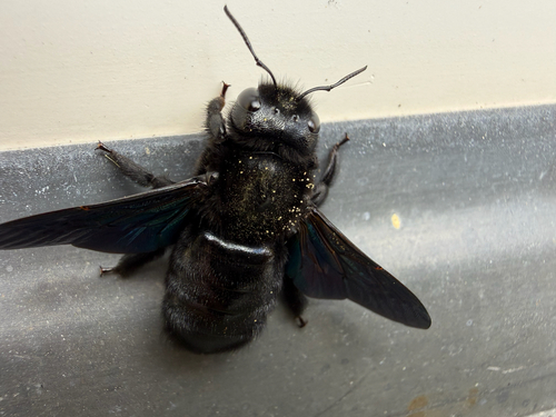 Violet Carpenter Bee