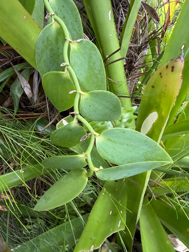 Vanilla palmarum