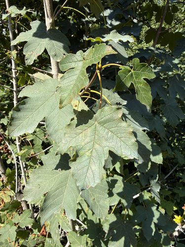 sycamore maple