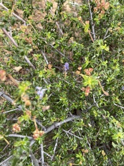 Ceanothus foliosus