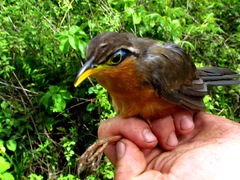 Morococcyx erythropygus