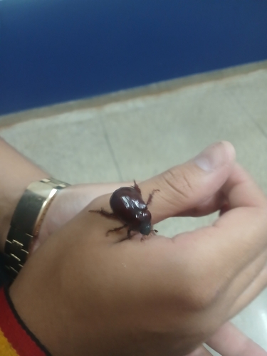 Bothynus medon