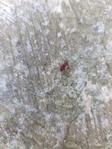 European Firebug