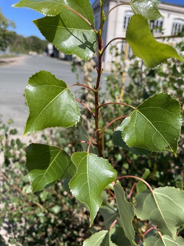 Black Poplar
