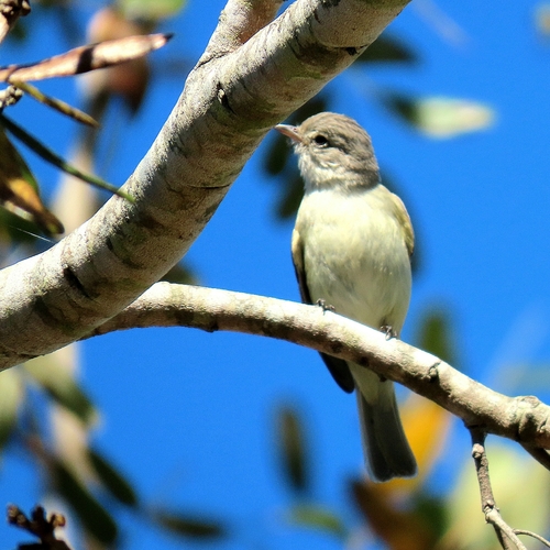 Southern Beardless-Tyrannulet