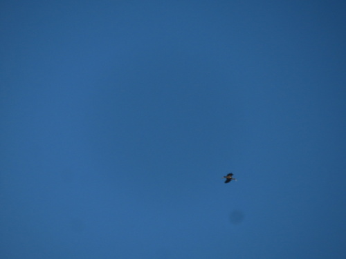 Black Stork