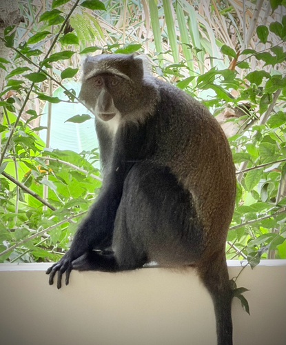 Blue Monkey