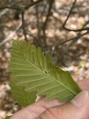Taphrina caerulescens