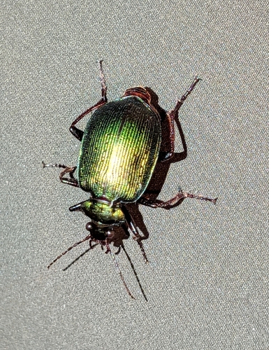 Green Carab Beetle