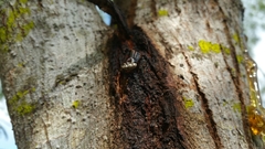 Colecerus marmoratus