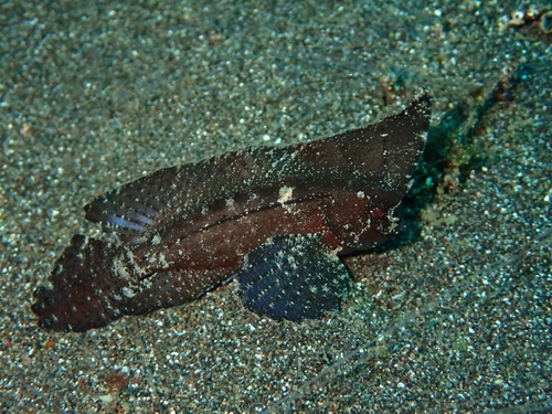 Ablabys taenianotus observed 2026-09-10