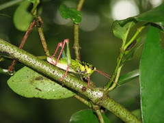 Cibotopteryx