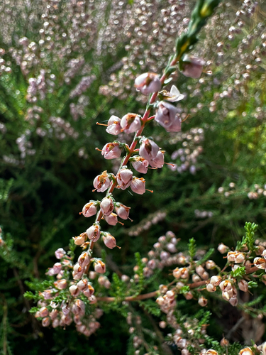 common heather