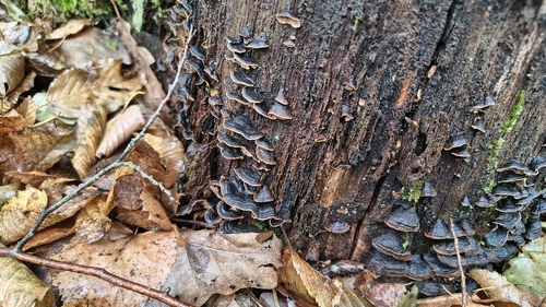 Oak Curtain Crust Fungus