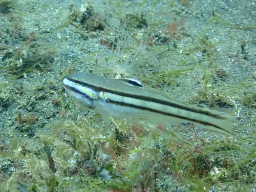 Valenciennea helsdingenii observed 2026-09-10