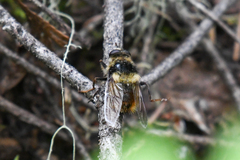 Criorhina bubulcus