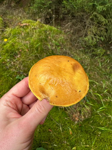 Larch Bolete