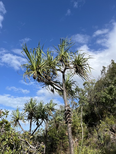 Pandanus cookii, photograph 2