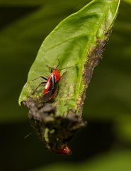 Tropidosteptes cardinalis