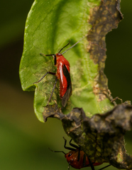 Tropidosteptes cardinalis