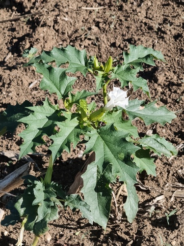 jimsonweed
