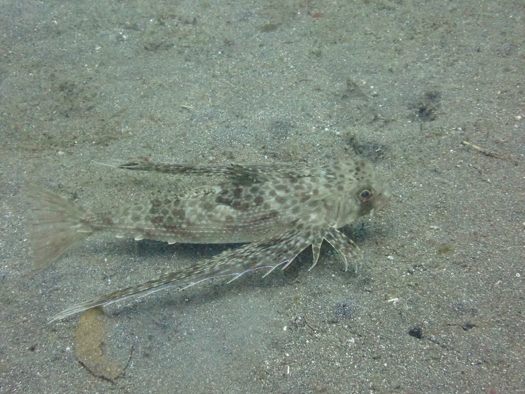 Oriental flying gurnard