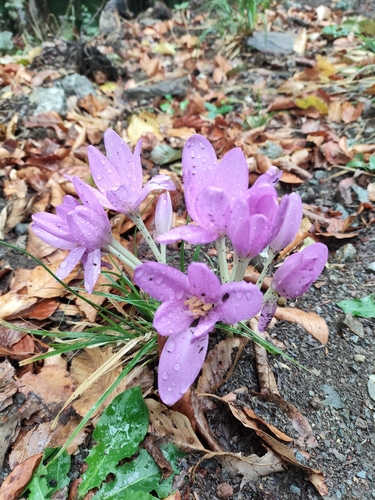 Autumn Crocus