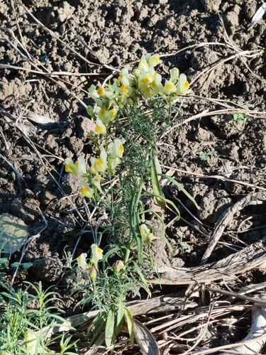 common toadflax